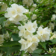 Жасмин садовый Боклер