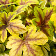 Гейхерелла  Голден Зебра