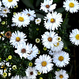 Астра кустарниковая Сноуспрайт
