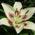 Лилия азиатская Центерфолд