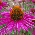 Эхинацея пурпурная Даблдекер