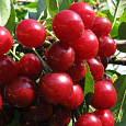 Вишнево-черешневый гибрид (Дюк) Саратовская малышка