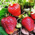 Земляника садовая Камрад-Победитель