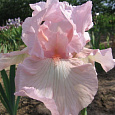 Ирис бородатый Пинк Таффета Ирис бородатый Пинк Таффета