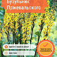 Бузульник Пржевальского