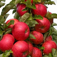 Яблоня колоновидная Есения