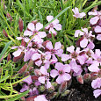 Мыльнянка (Сапонария) Olivana