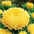 Астра пионовидная Желтая башня