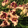 Лилейник гибридный Сабина Бауэр