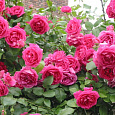 Роза плетистая Клайминг Парад