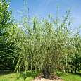 Ива остролистная Pendulifolia