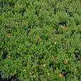 Лапчатка кустарниковая Ред Эйс
