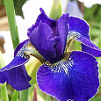 Ирис сибирский Golden Edge