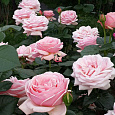 Роза чайно-гибридная Афродита (Rose Aphrodite)