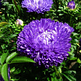 Астра пионовидная Синяя башня