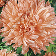 Астра королевский размер Абрикосовая