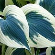 Хоста гибридная Блу Айвори
