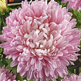 Астра королевский размер Розовая