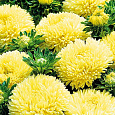 Астра пионовидная Желтая башня