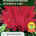Астильба китайская Strawberry Cake