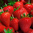 Земляника садовая Русь