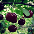 Вишня обыкновенная Виктория