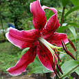 Лилия ОТ-гибрид Мисс Фея