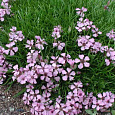 Мыльнянка (Сапонария) Olivana