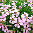 Мыльнянка (Сапонария) Olivana