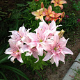 Лилия азиатская махровая Элоди