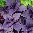 Базилик Фиолетовый