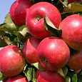Яблоня Коваленковское