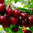 Вишня обыкновенная Черешневая