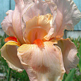 Ирис бородатый Пати Дресс Ирис бородатый Пати Дресс