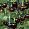 Вишня обыкновенная Шоколадница