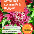 Астранция крупная Руби Веддинг