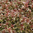 Вейгела цветущая My Monet Sunset 