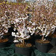 Вишня ниппонская Бриллант