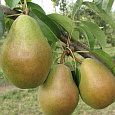 Груша плодовая Просто Мария