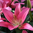 Лилия Pink Gouda