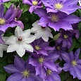 Клематис крупноцветковый Лаура Клематис крупноцветковый Лаура