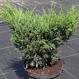 Можжевельник казацкий Мас
