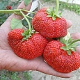 Земляника садовая Фея